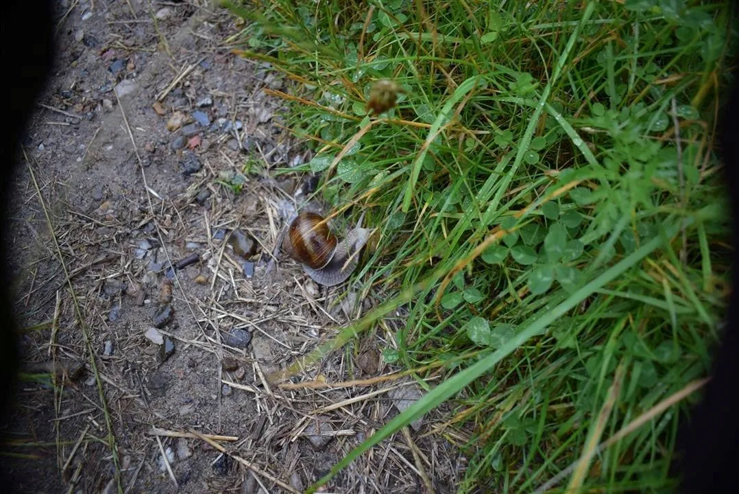 G21.4 bramslev bakker restaurant lunch fri 21 jul (11)